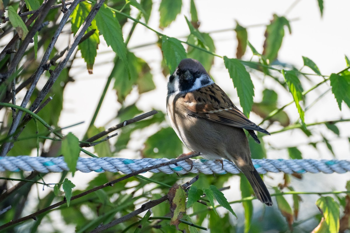 Eurasian Tree Sparrow - Fran Kim