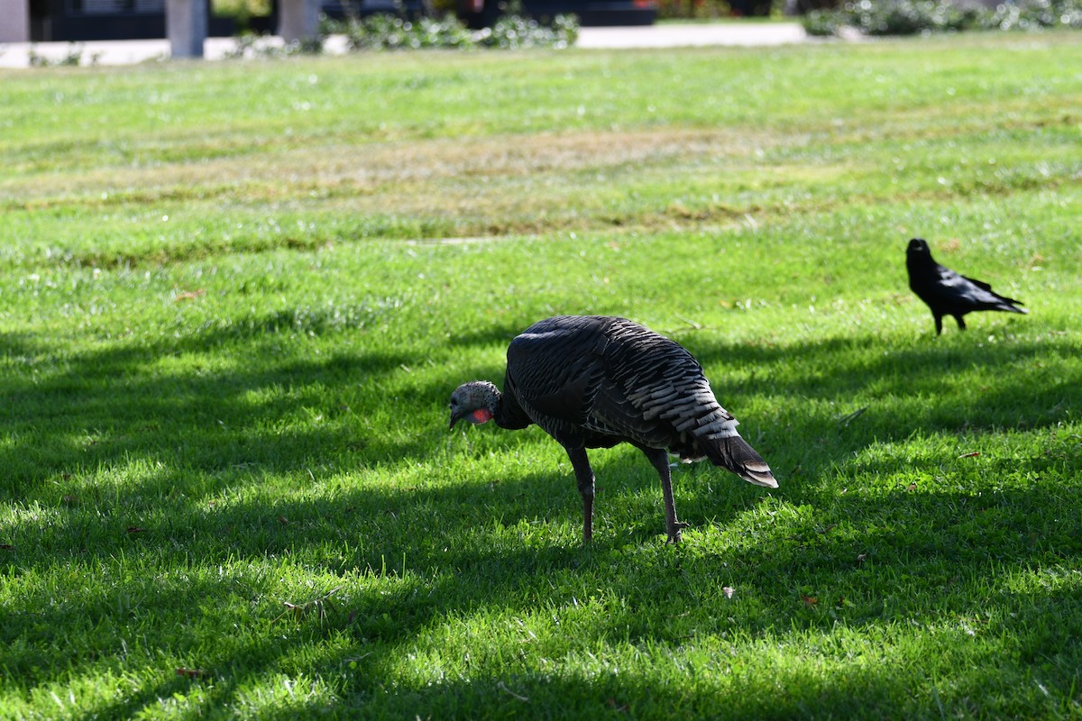 Wild Turkey - ML624624514