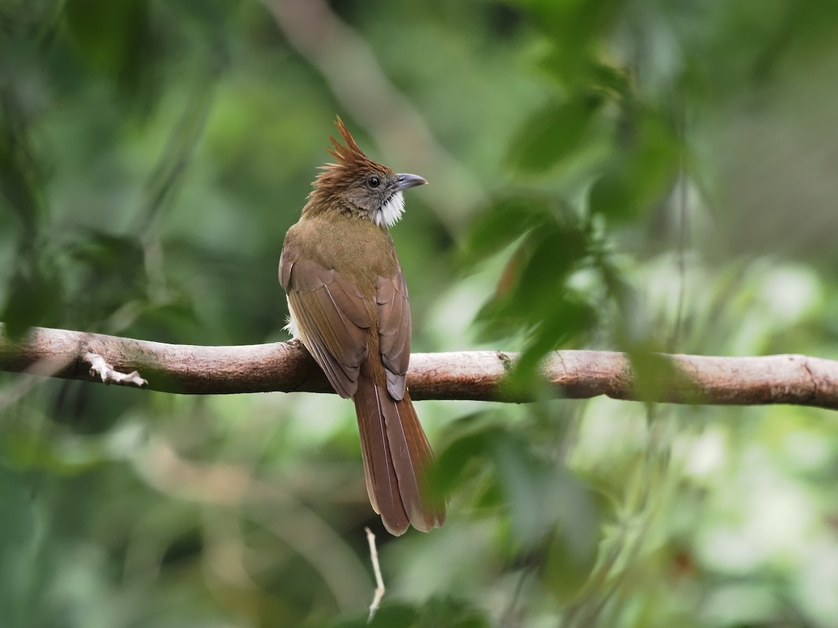 Puff-throated Bulbul - ML624624549