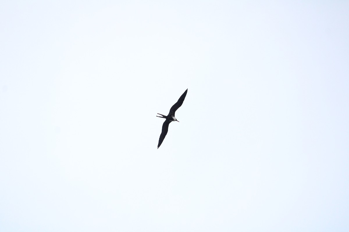 Magnificent Frigatebird - ML624624662