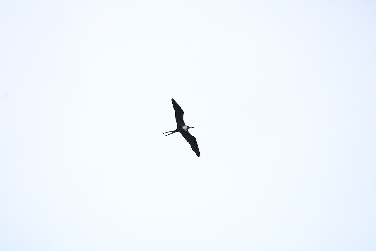 Magnificent Frigatebird - ML624624666