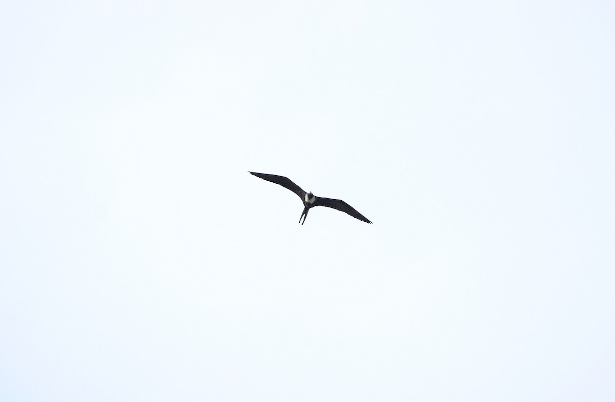 Magnificent Frigatebird - ML624624671