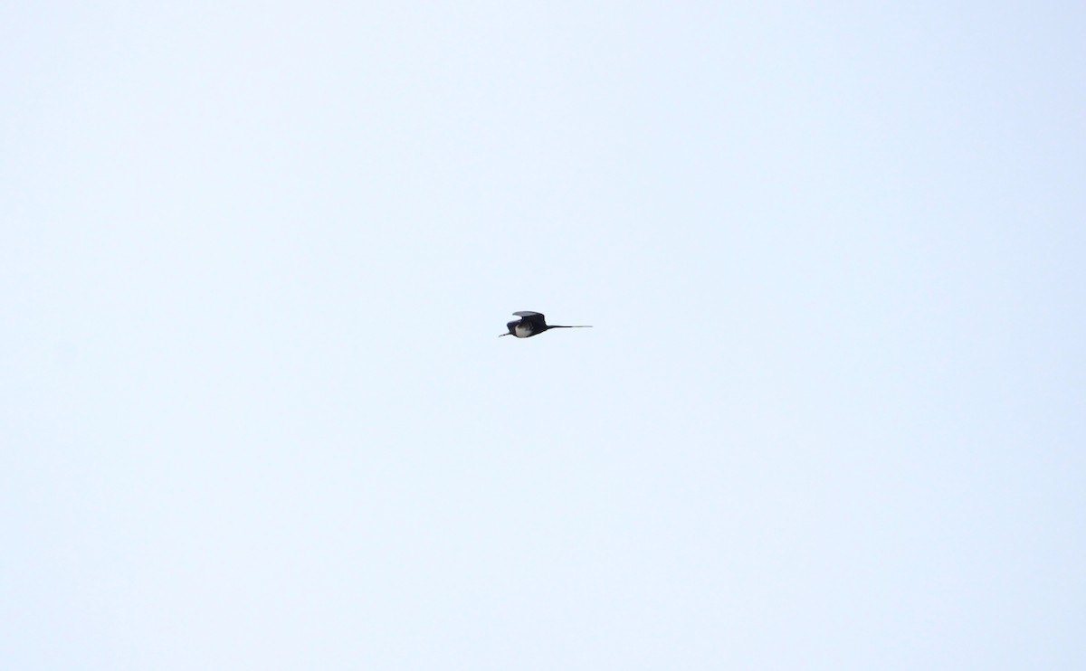 Magnificent Frigatebird - ML624624684