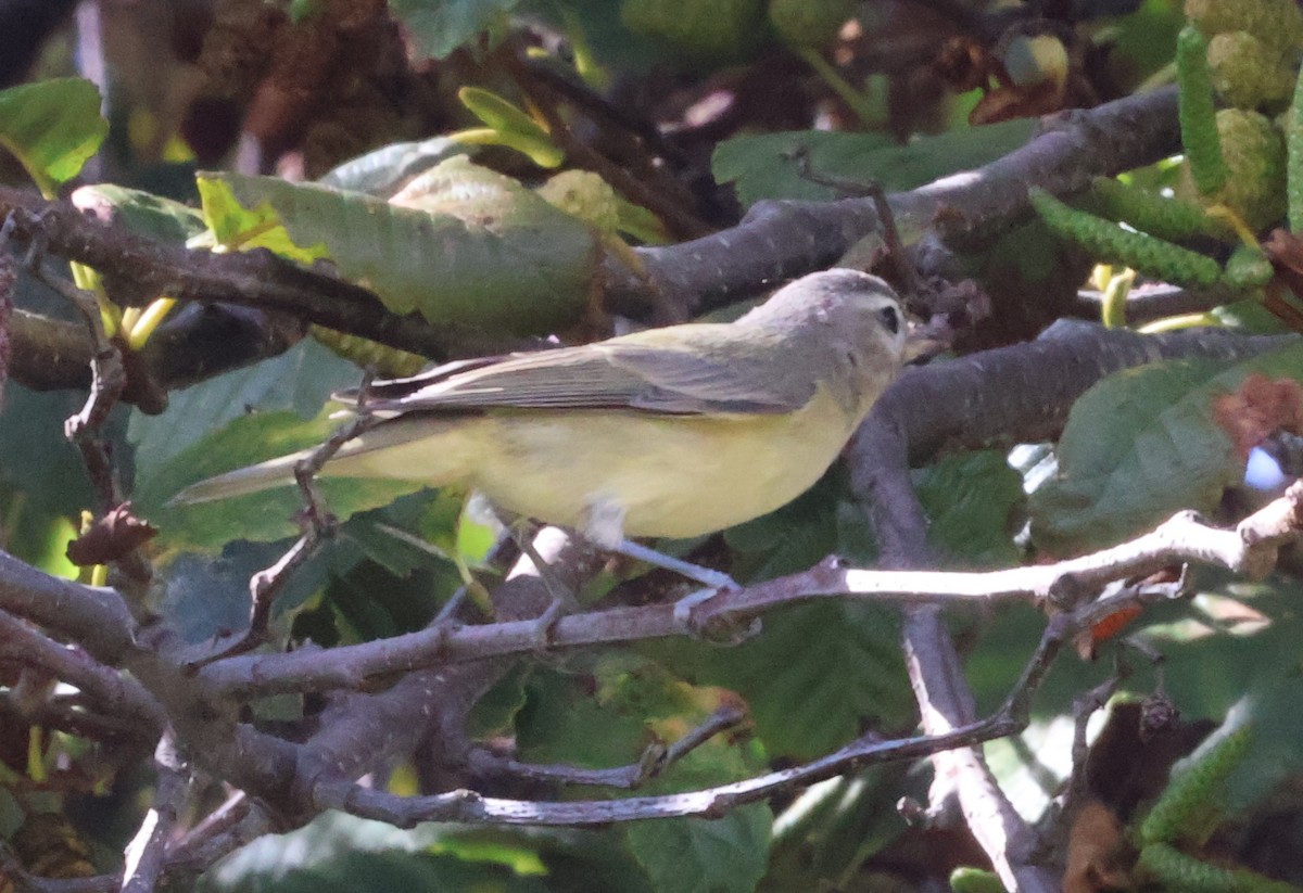 Warbling Vireo - ML624624771