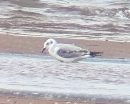 Bonaparte's Gull - ML624624913