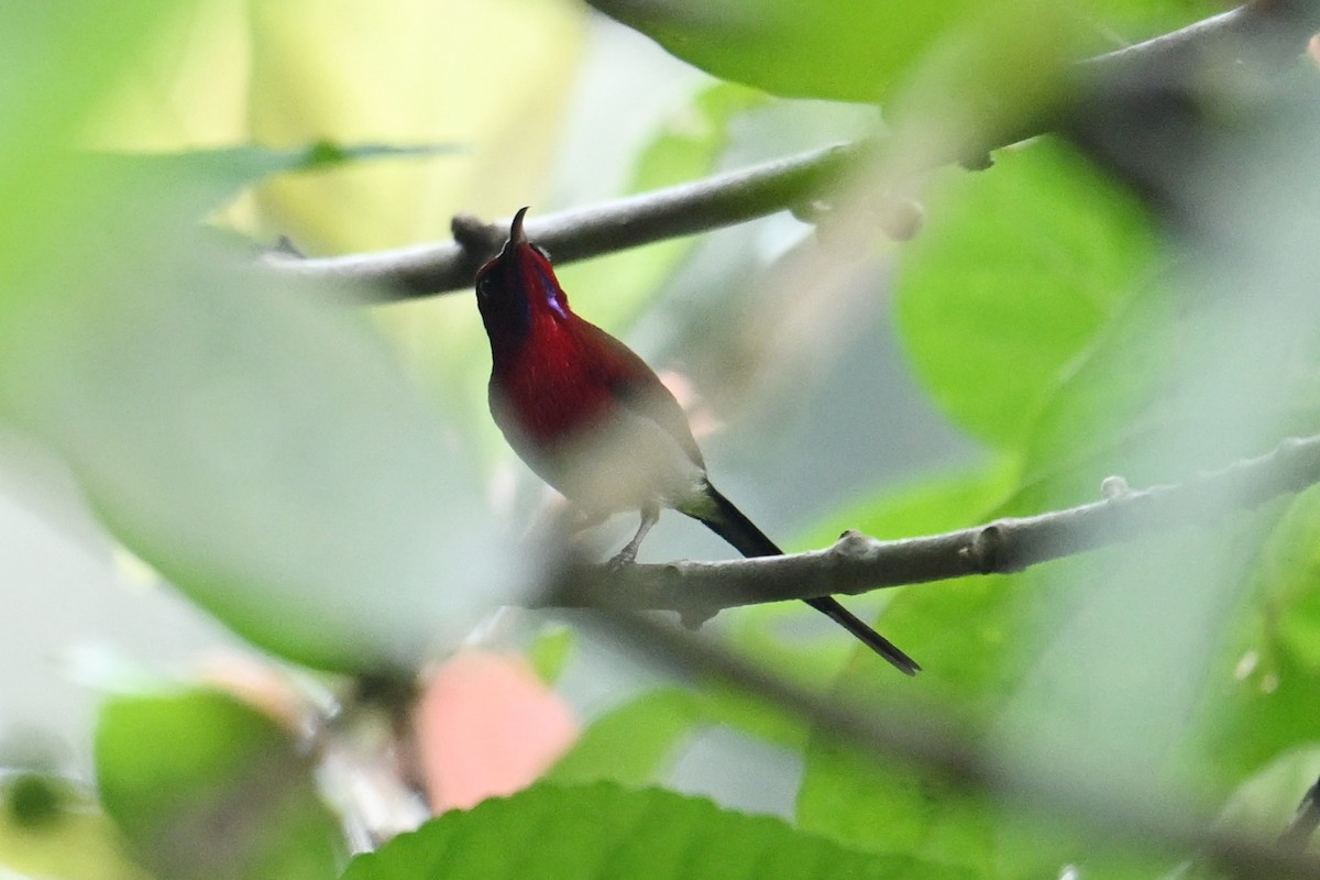 Javan Sunbird - ML624624999