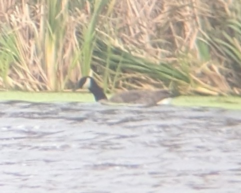 Cackling Goose - ML624625022