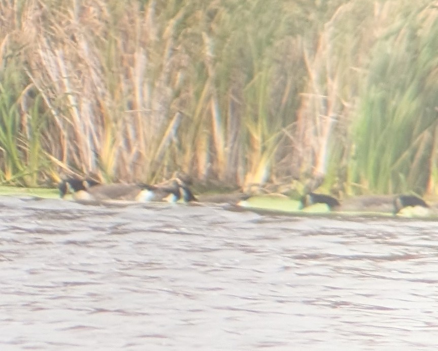 Cackling Goose - ML624625023