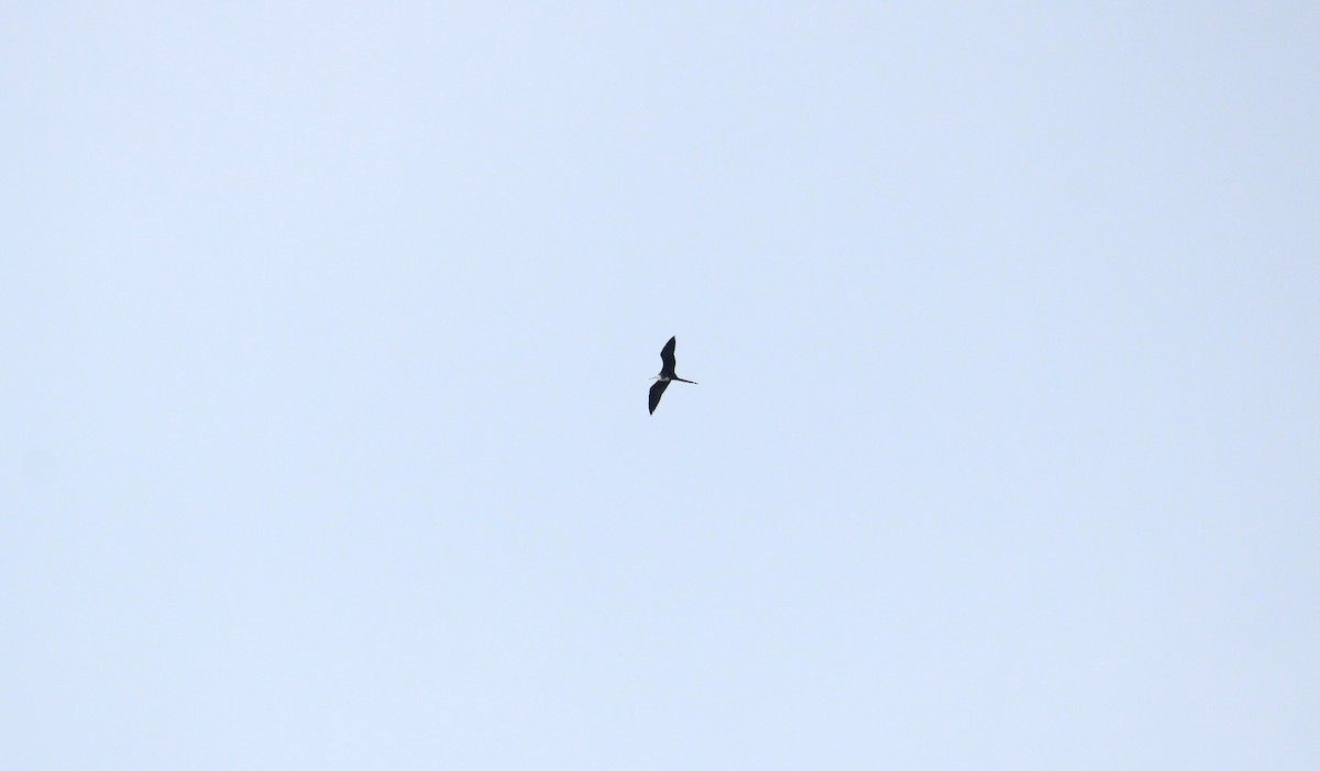 Magnificent Frigatebird - ML624625039