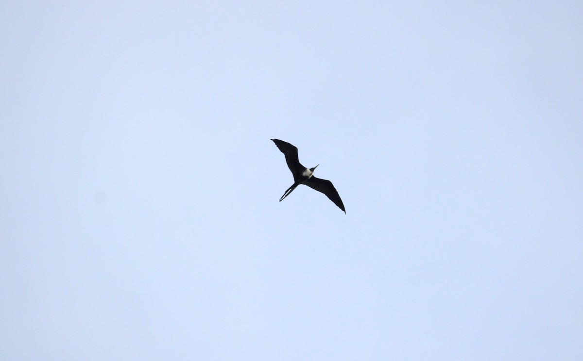 Magnificent Frigatebird - ML624625045