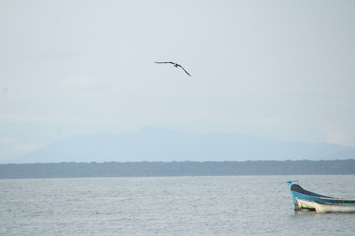 Magnificent Frigatebird - ML624625053