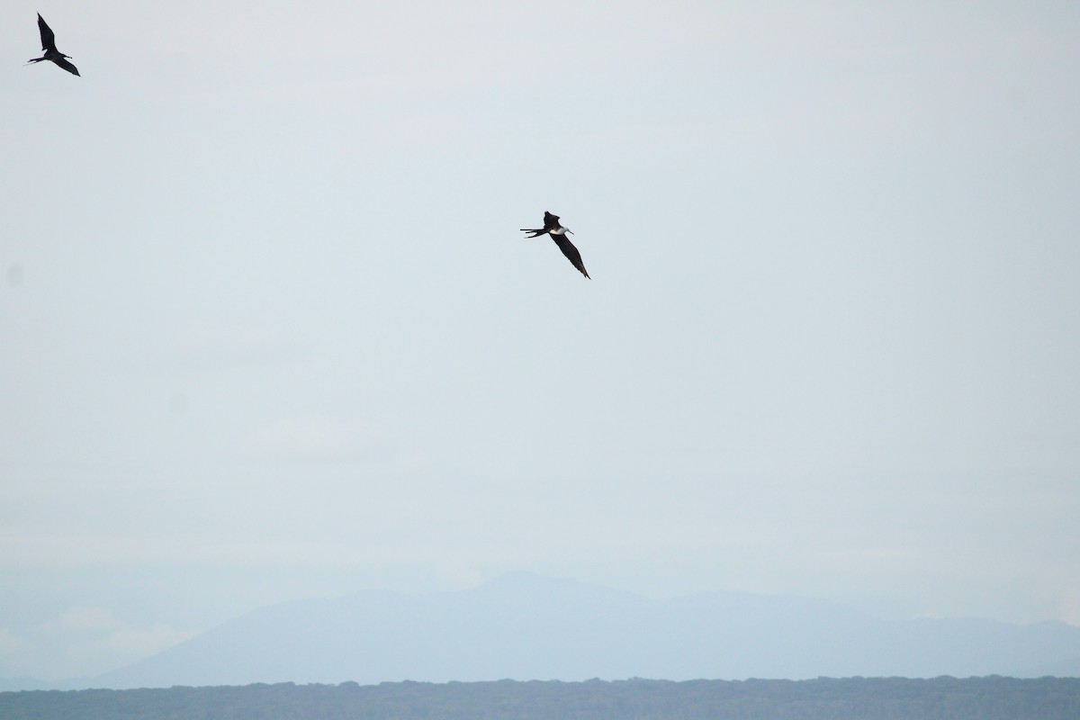 Magnificent Frigatebird - ML624625058