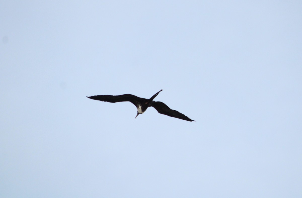 Magnificent Frigatebird - ML624625070