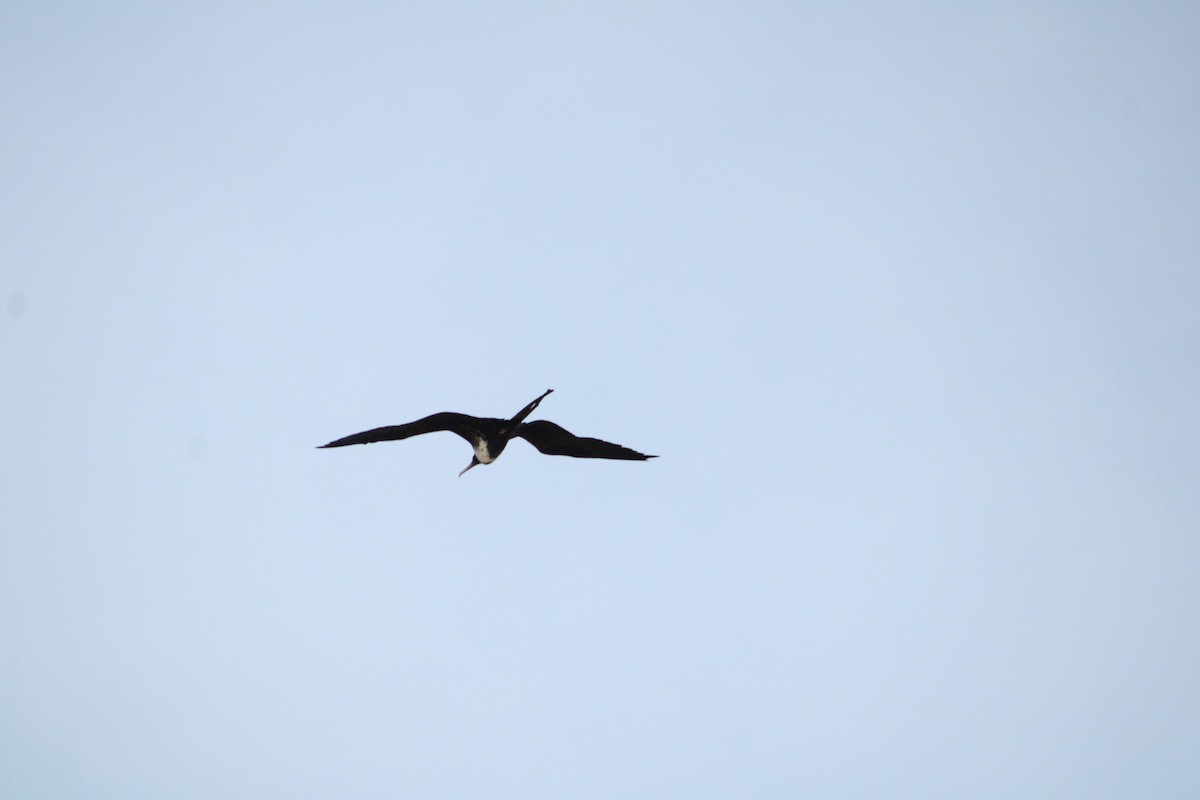 Magnificent Frigatebird - ML624625082