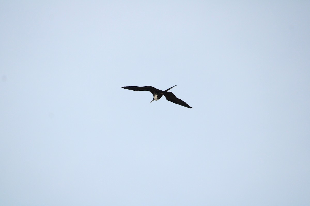 Magnificent Frigatebird - ML624625091