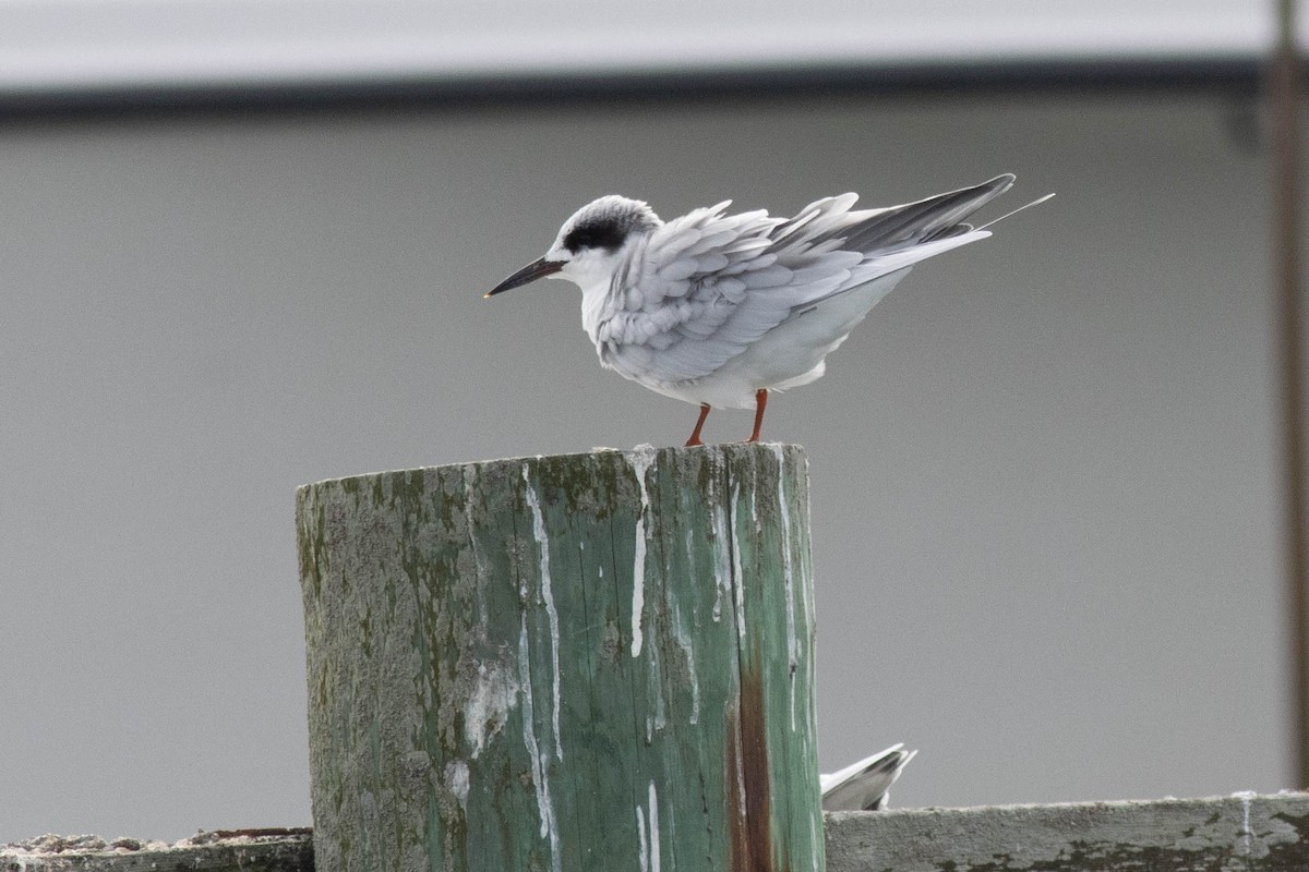 Forster's Tern - Ed Vigezzi