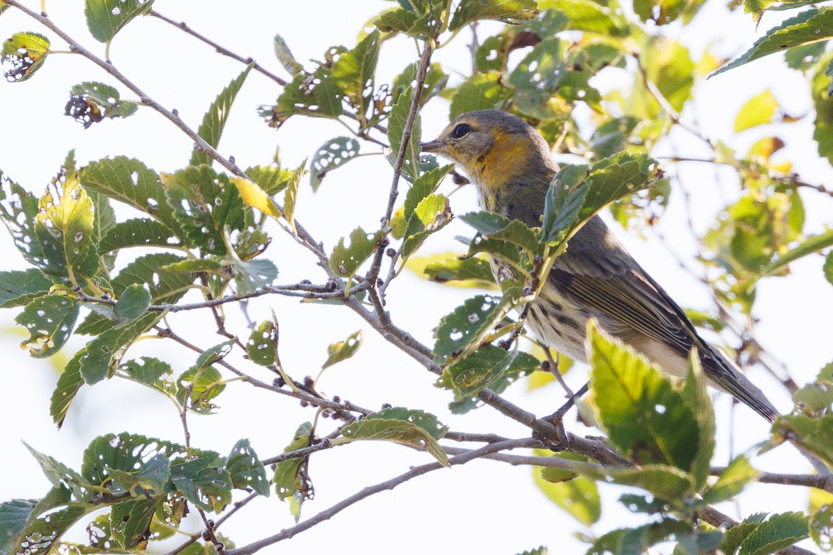 Cape May Warbler - ML624625667