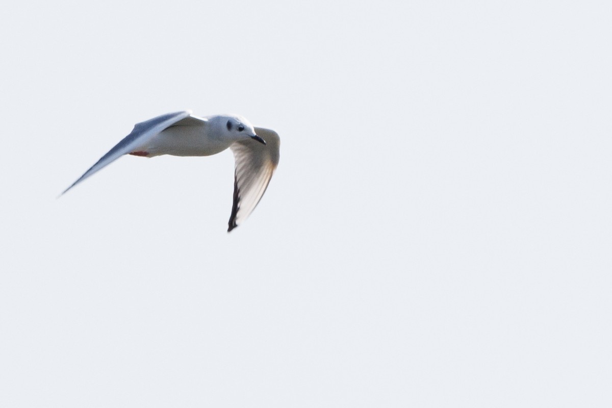 Bonaparte's Gull - ML624625675