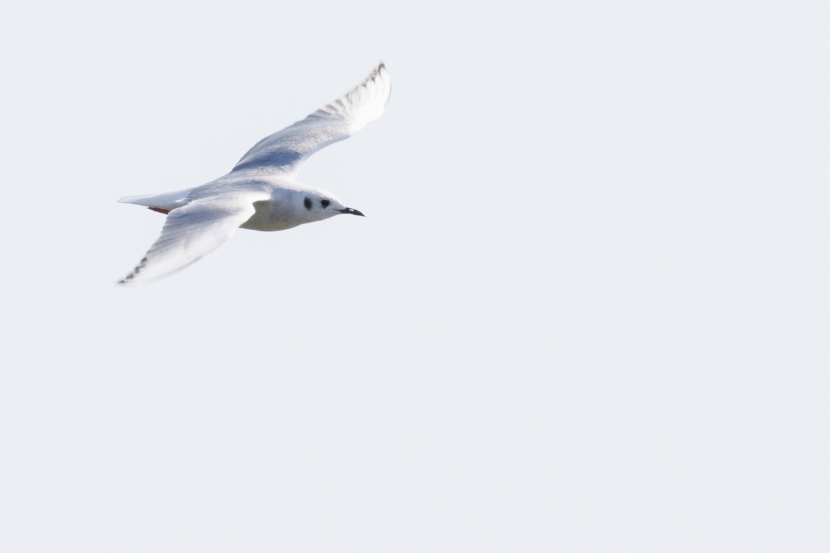 Bonaparte's Gull - ML624625676