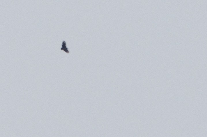 Black Vulture - ML624625679