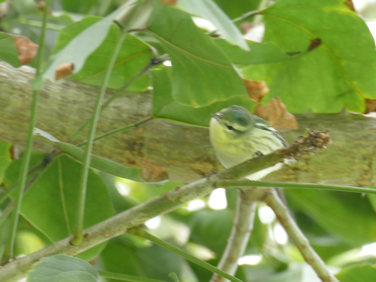 Cerulean Warbler - ML624625811