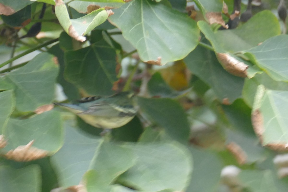 Cerulean Warbler - ML624625821