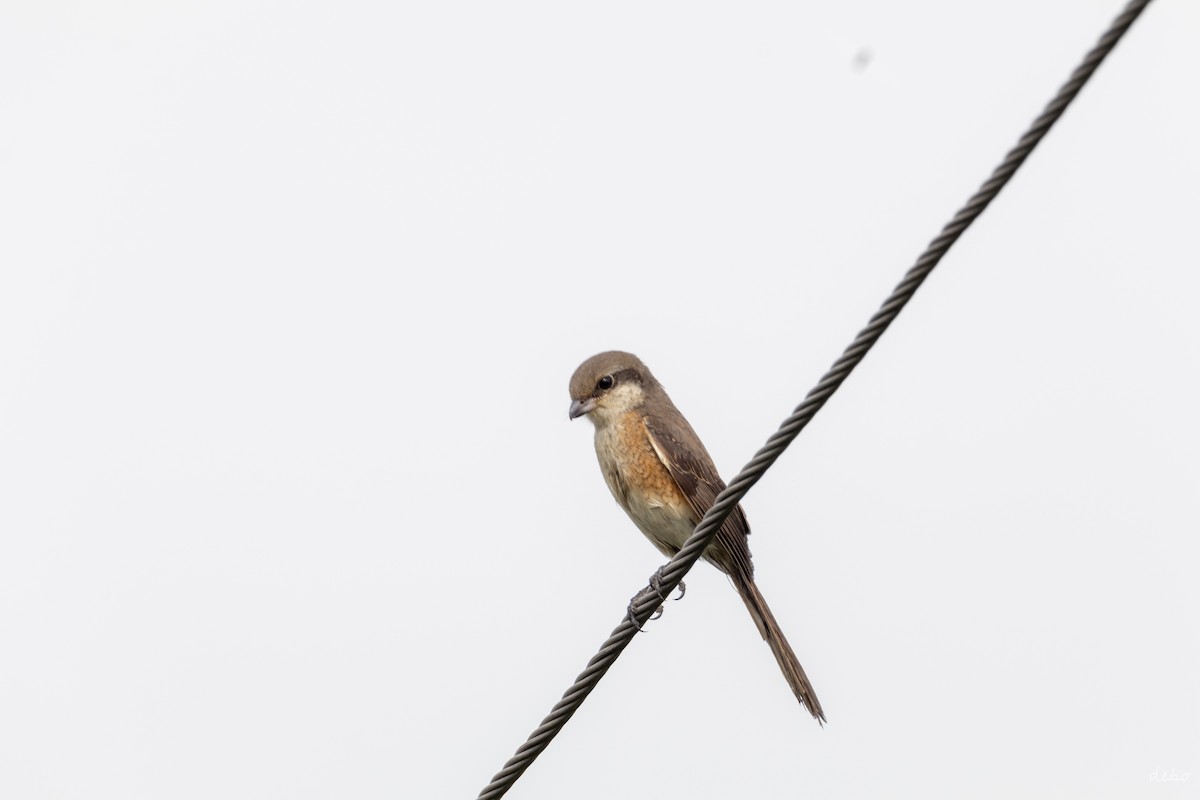 Gray-backed Shrike - ML624626124