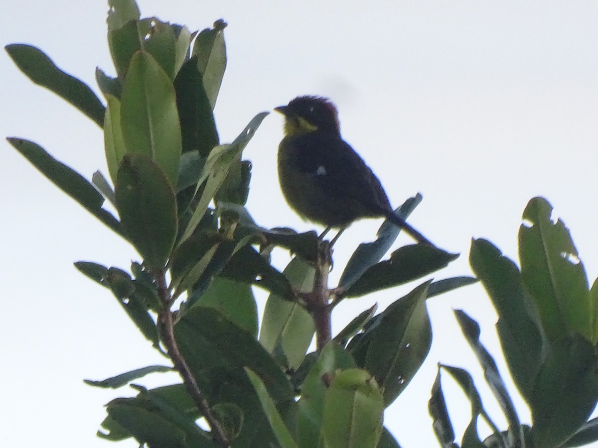 Yellow-breasted Brushfinch - ML624626215