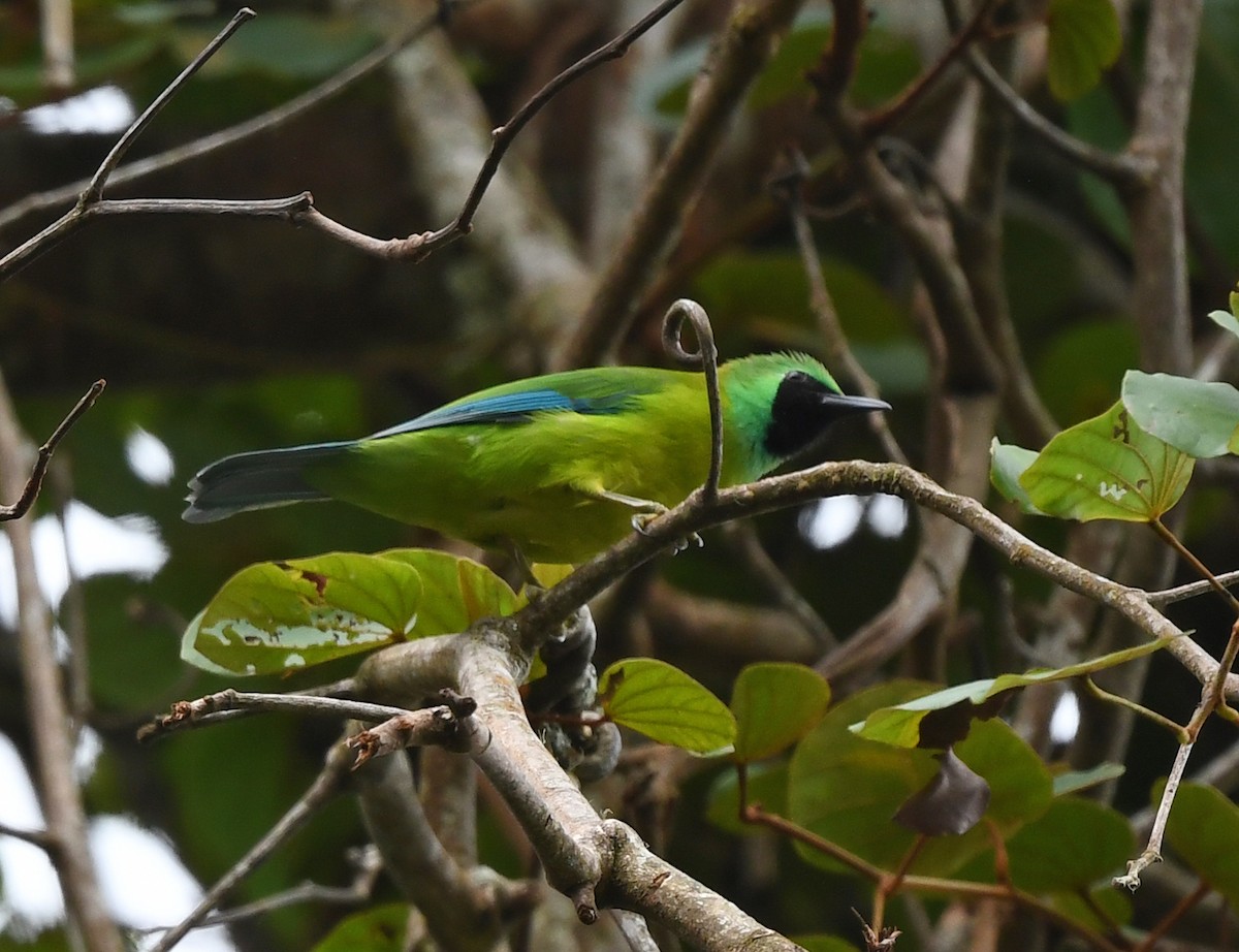 Bornean Leafbird - ML624626339