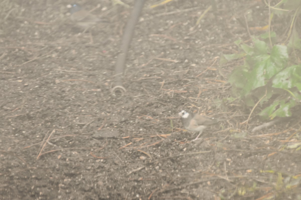 strnadec zimní [skupina oreganus] - ML624626370