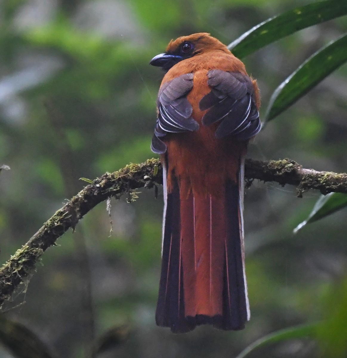 Whitehead's Trogon - ML624626403