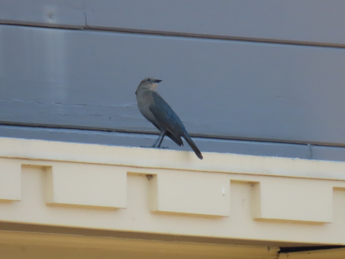 Brewer's Blackbird - ML624626522
