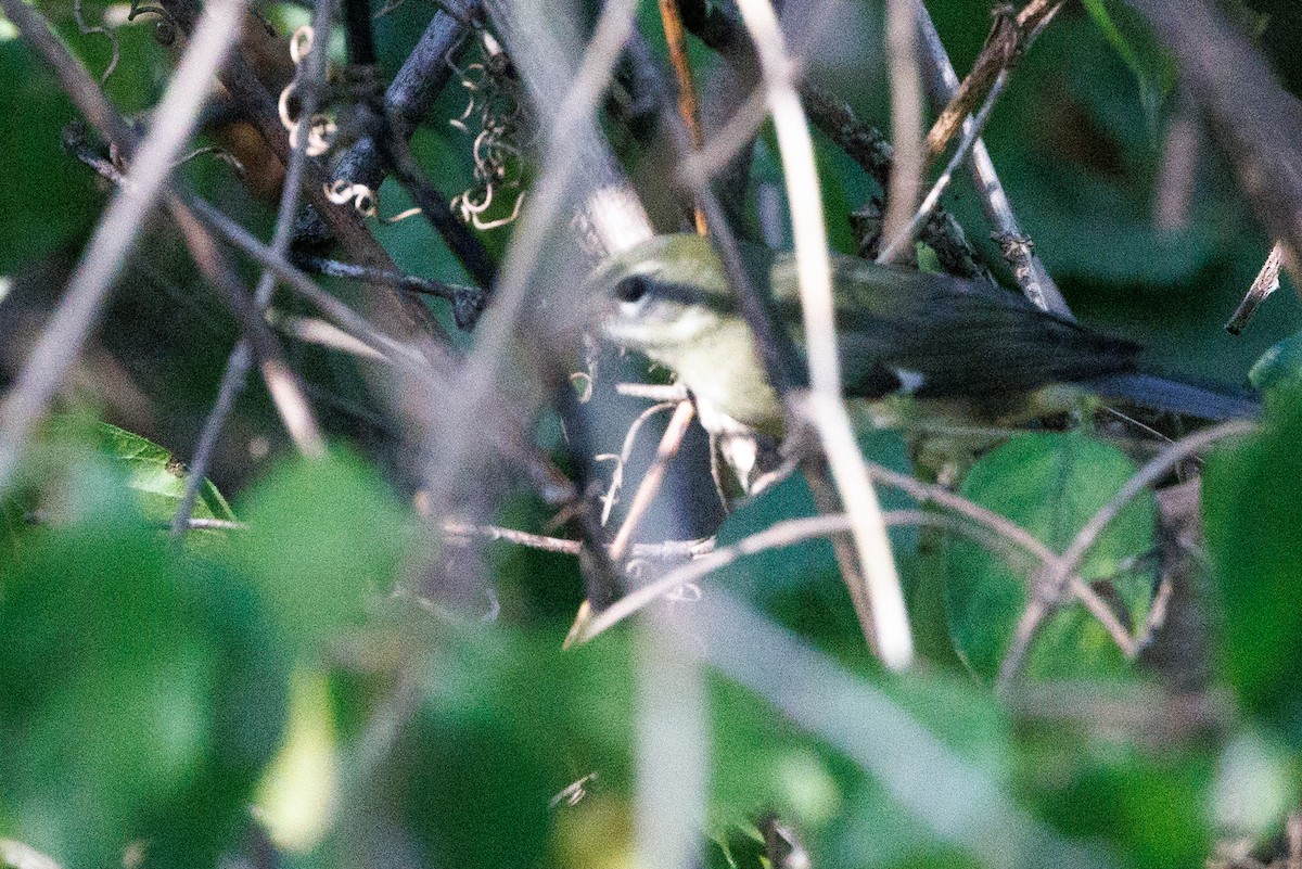 Black-throated Blue Warbler - Nathan Goldberg