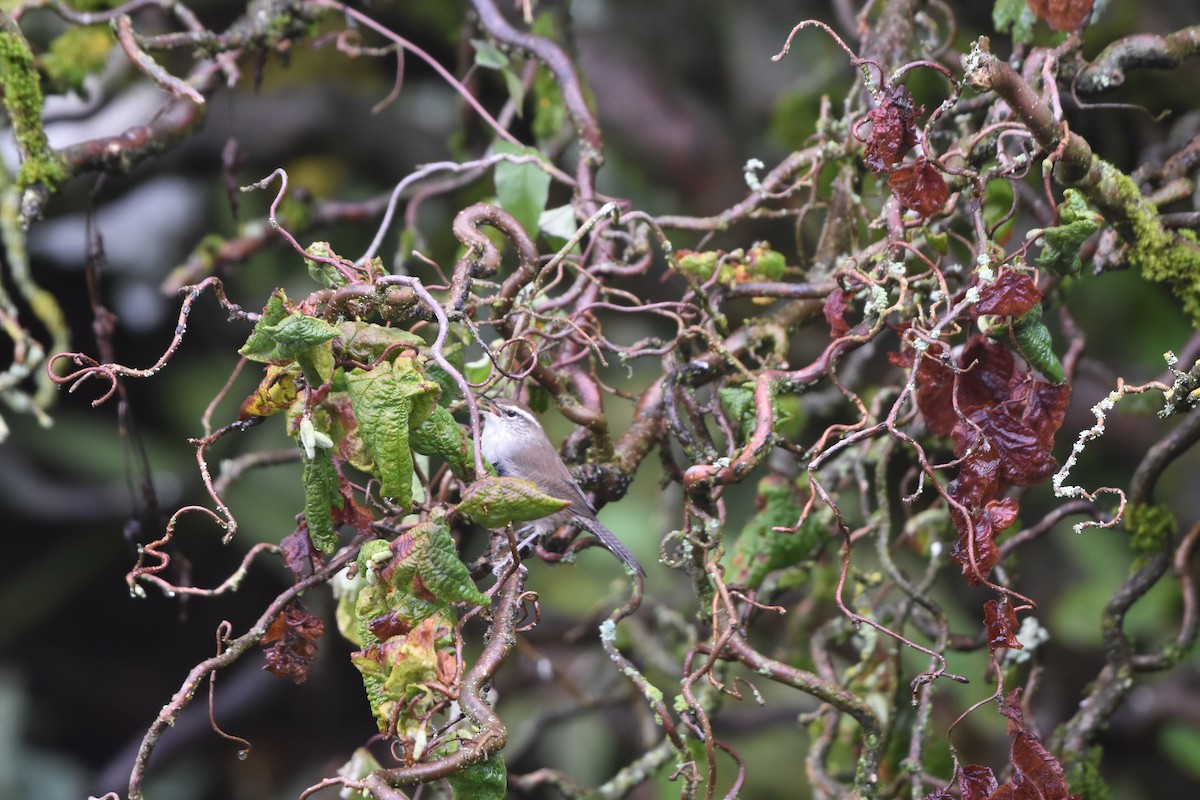 střízlík pokřovní - ML624626737