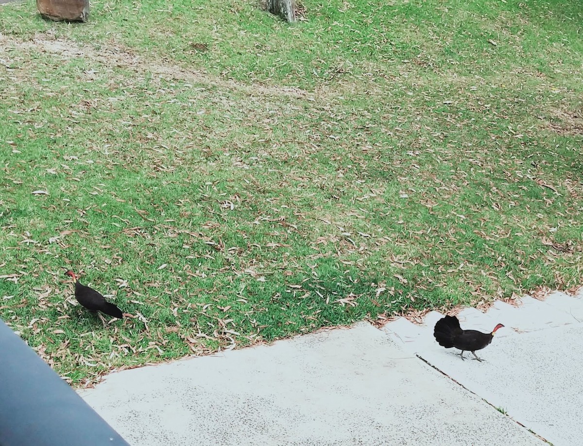 Australian Brushturkey - ML624626794