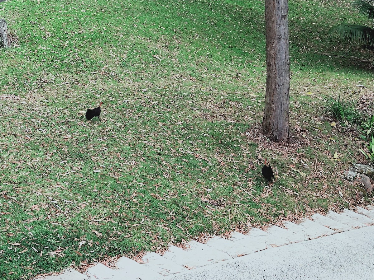 Australian Brushturkey - ML624626795