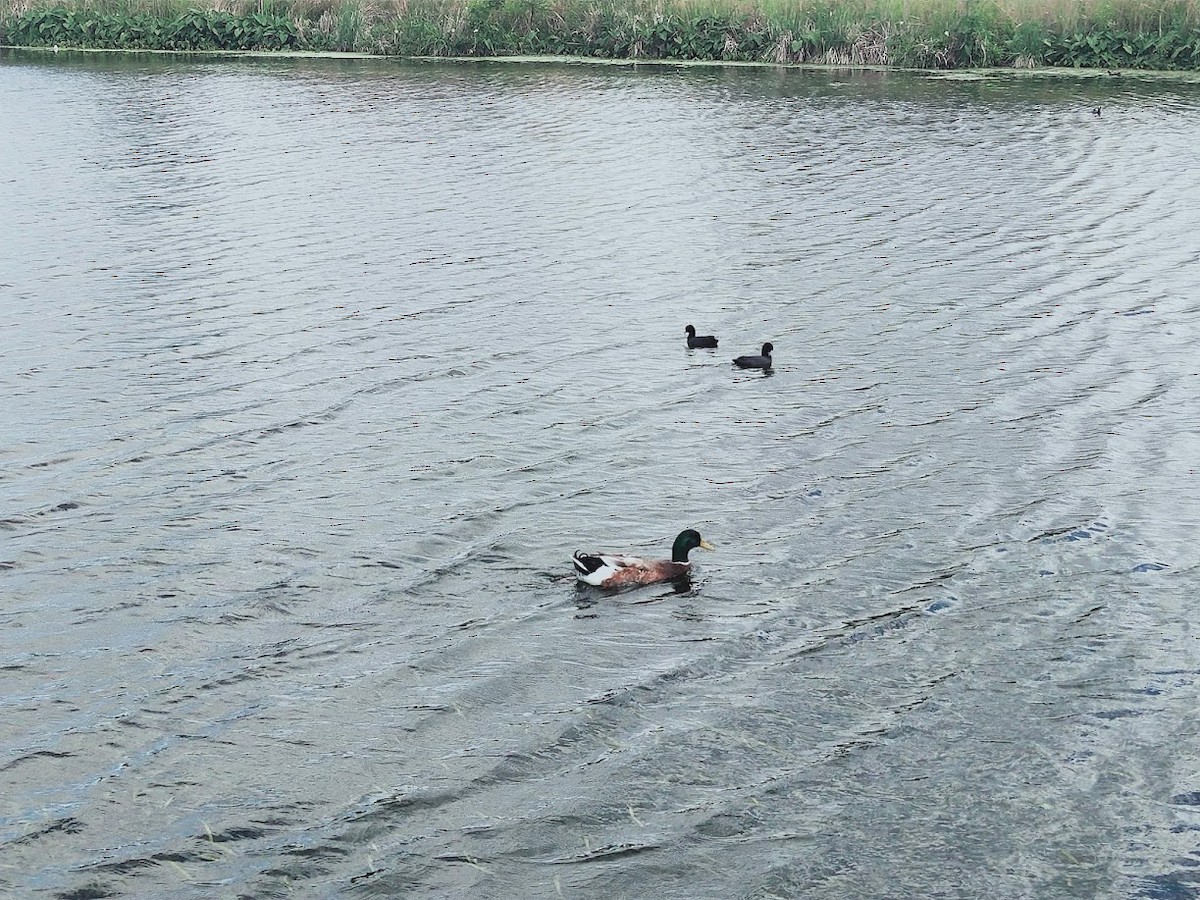 Anatra germanata - ML624626832