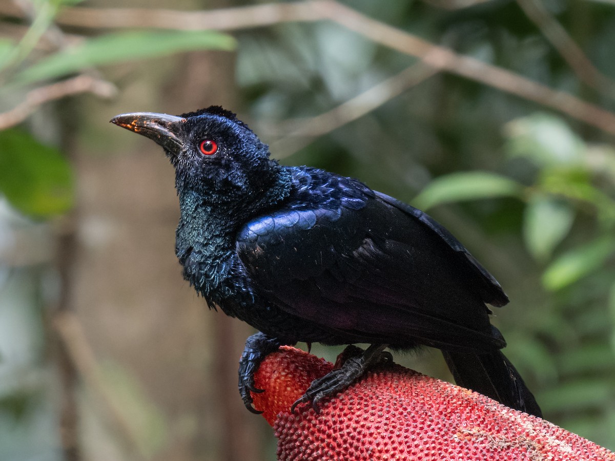 Crinkle-collared Manucode - ML624627002