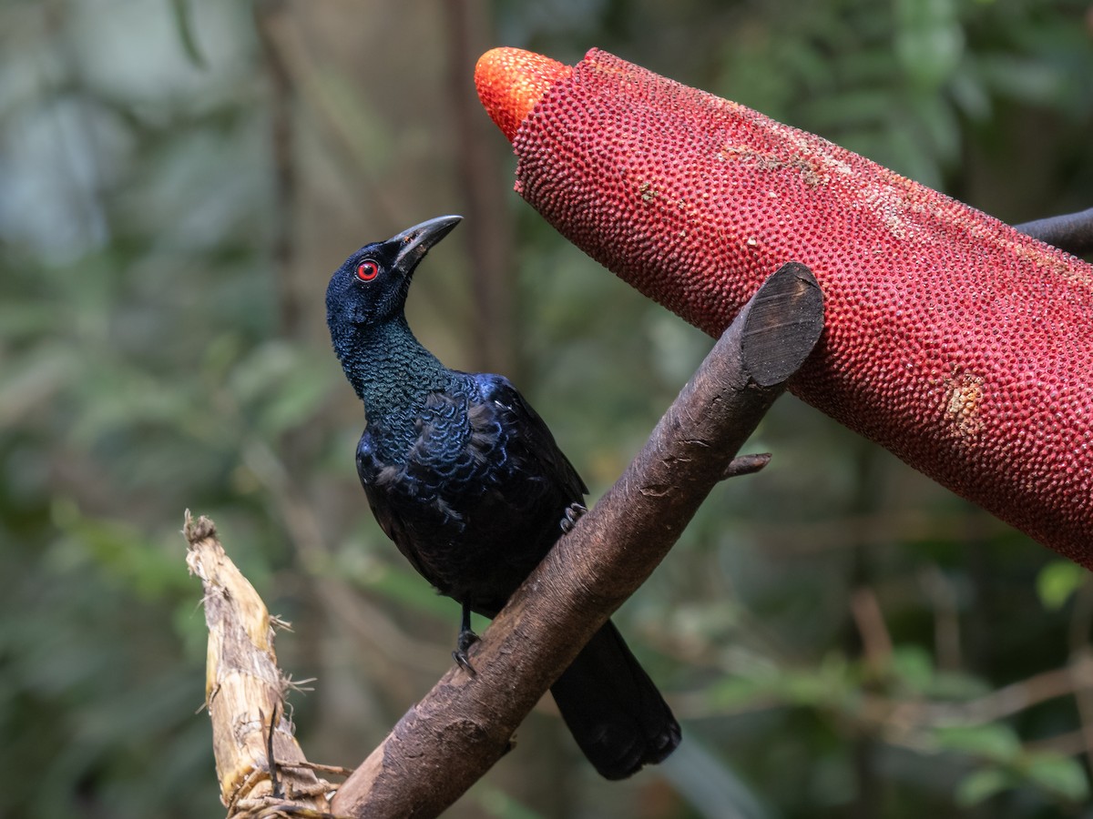 Crinkle-collared Manucode - ML624627003