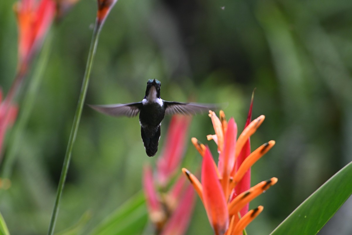 White-throated Daggerbill - ML624627049