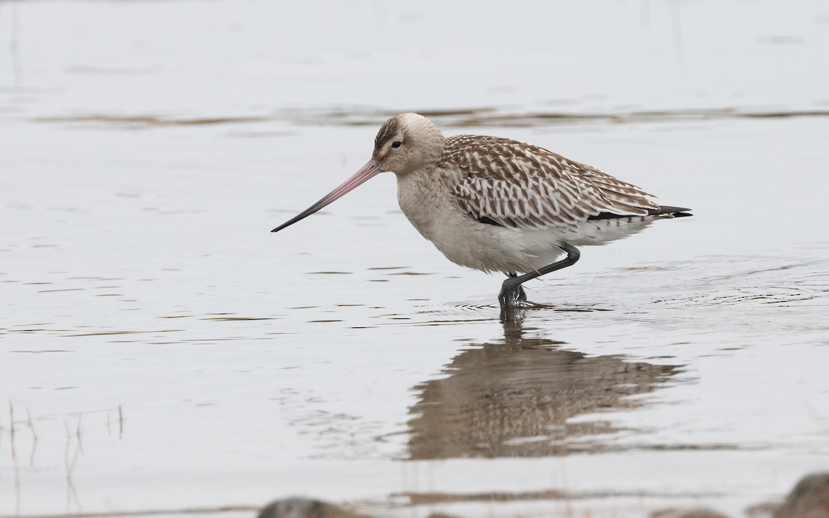 Bar-tailed Godwit - ML624627055