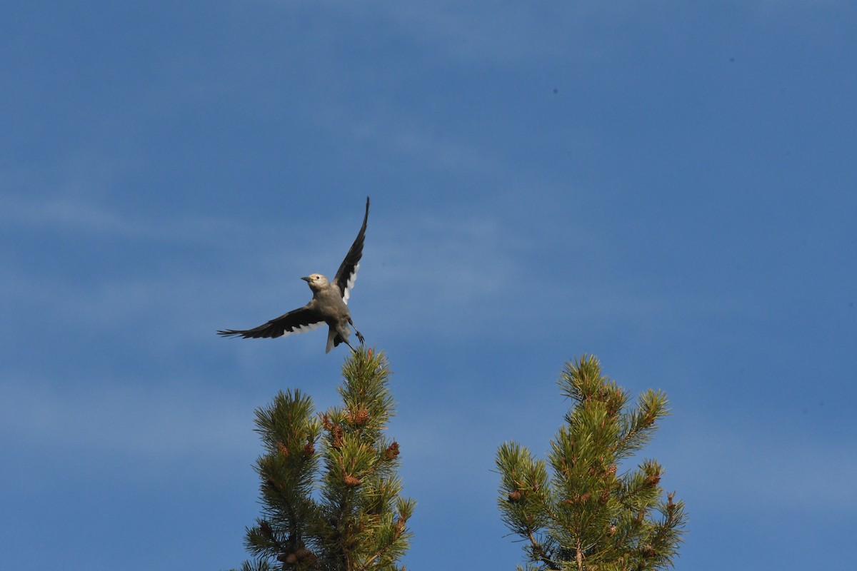 Clark's Nutcracker - ML624627108