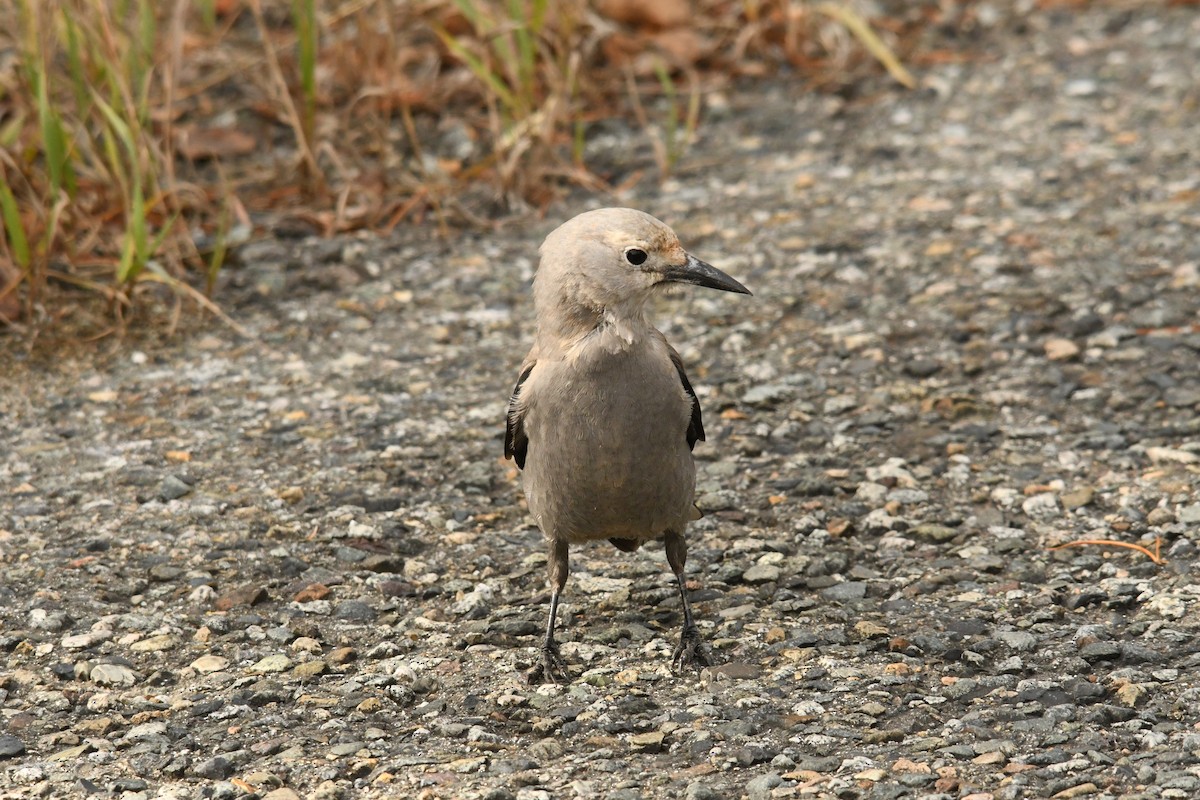 Clark's Nutcracker - ML624627110
