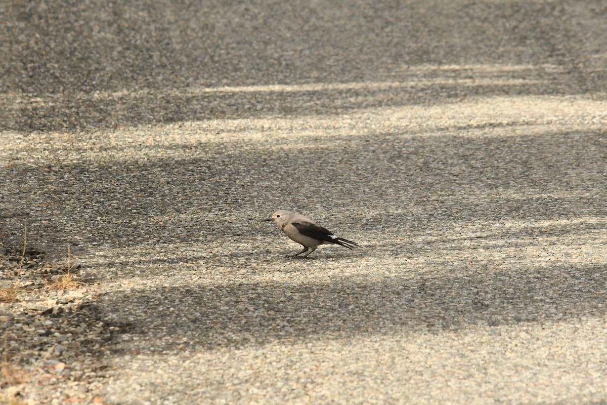 Clark's Nutcracker - ML624627117