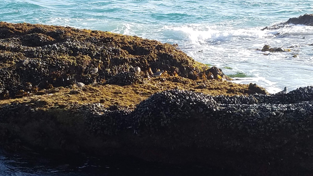 shorebird sp. - ML624627191