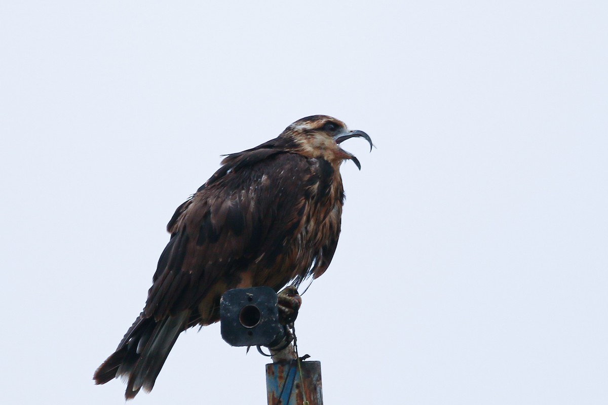 Snail Kite - ML624627478