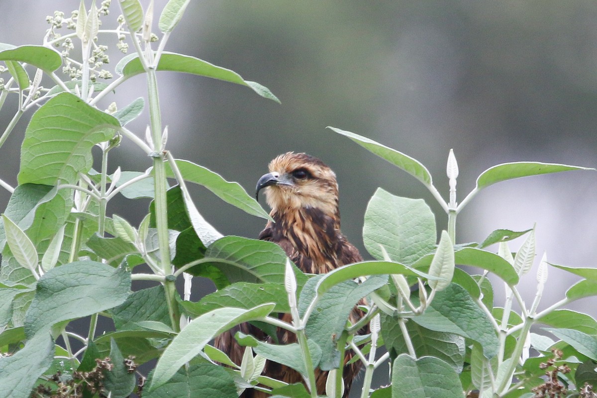 Snail Kite - ML624627555