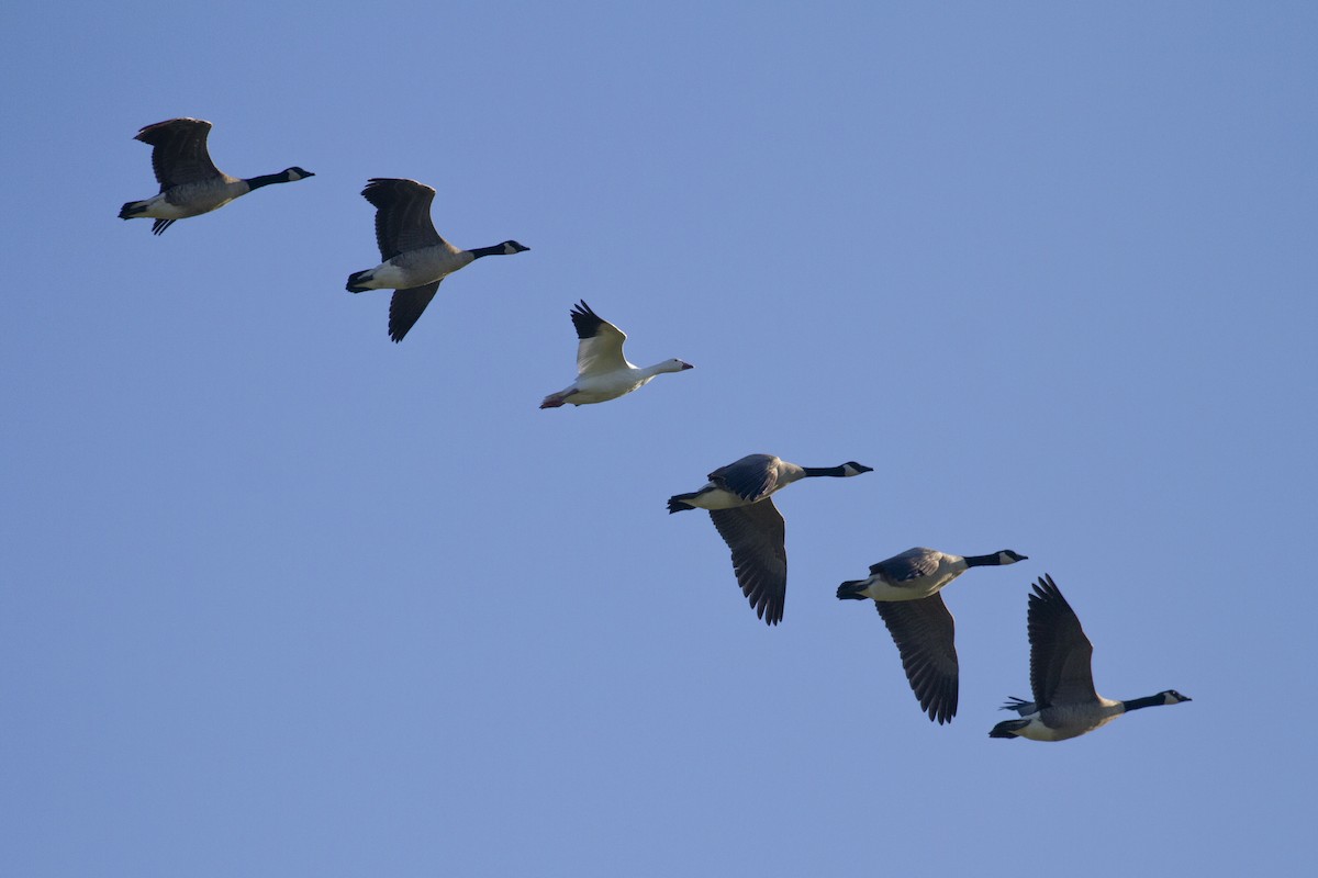 Snow Goose - ML624627625