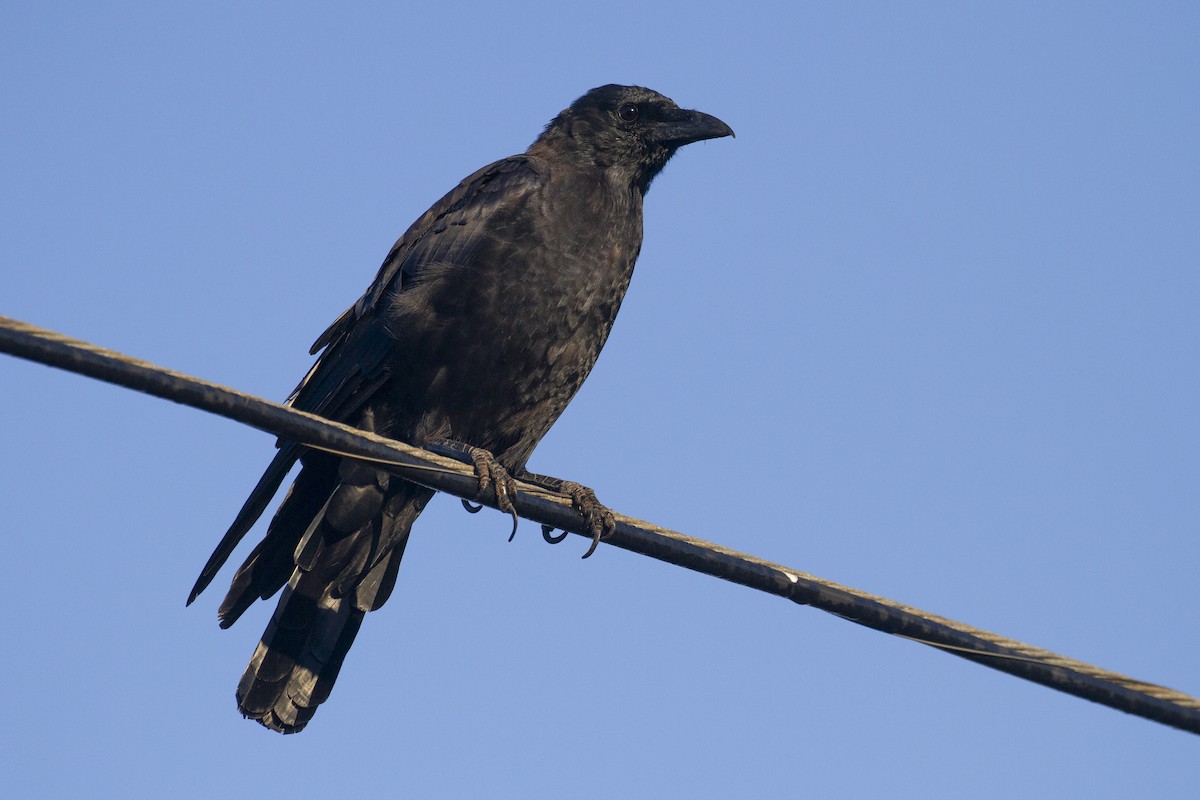 American Crow - ML624627645