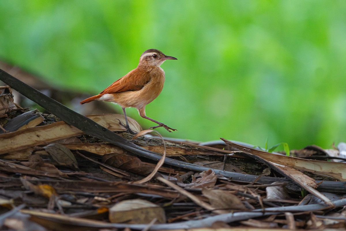 Pale-billed Hornero - ML624627646